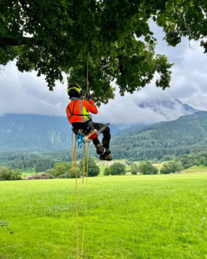 Baumpfleger seilt sich an einem freistehenden Baum über einer Almwiese ab